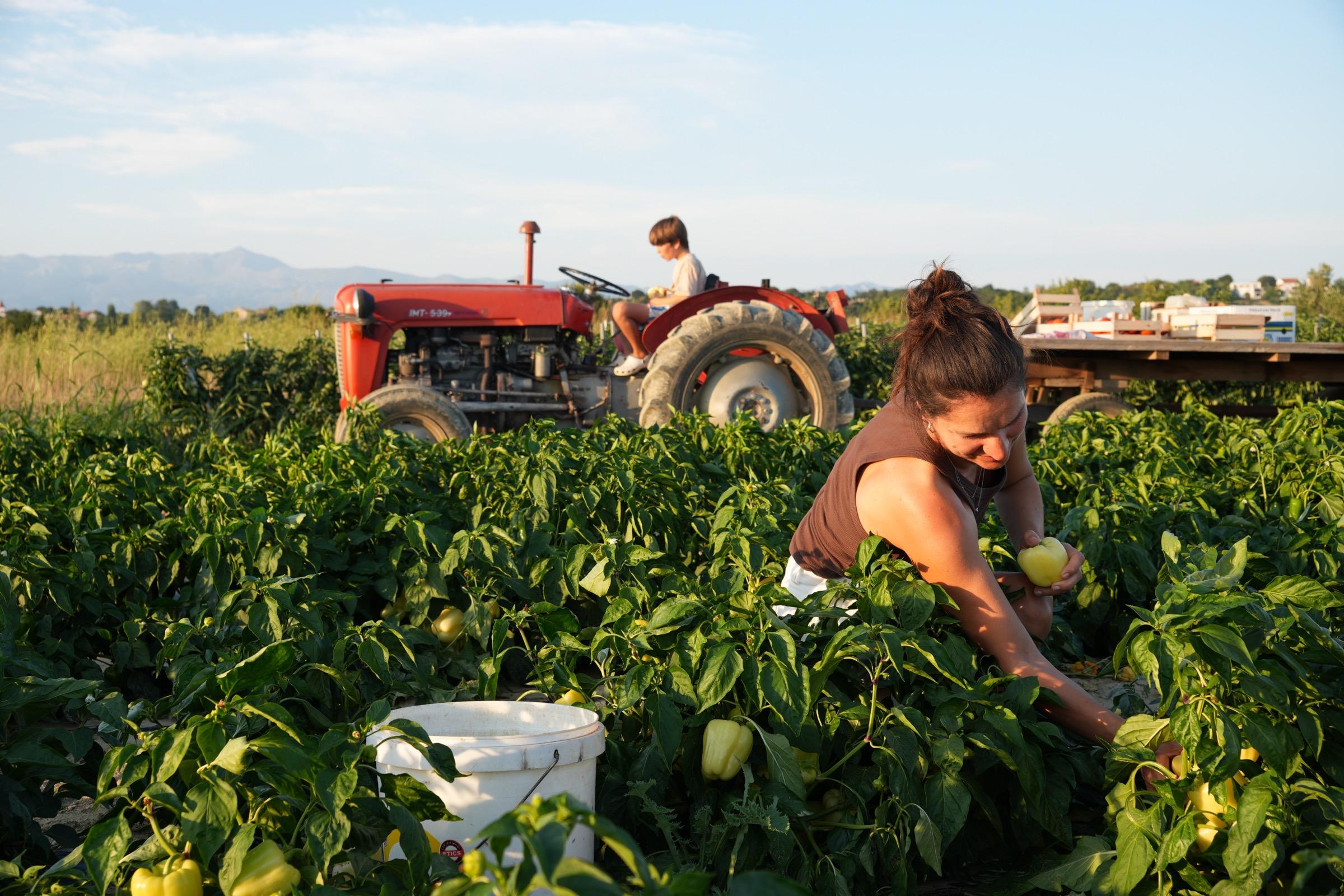 Snezana picking capsicums in a field