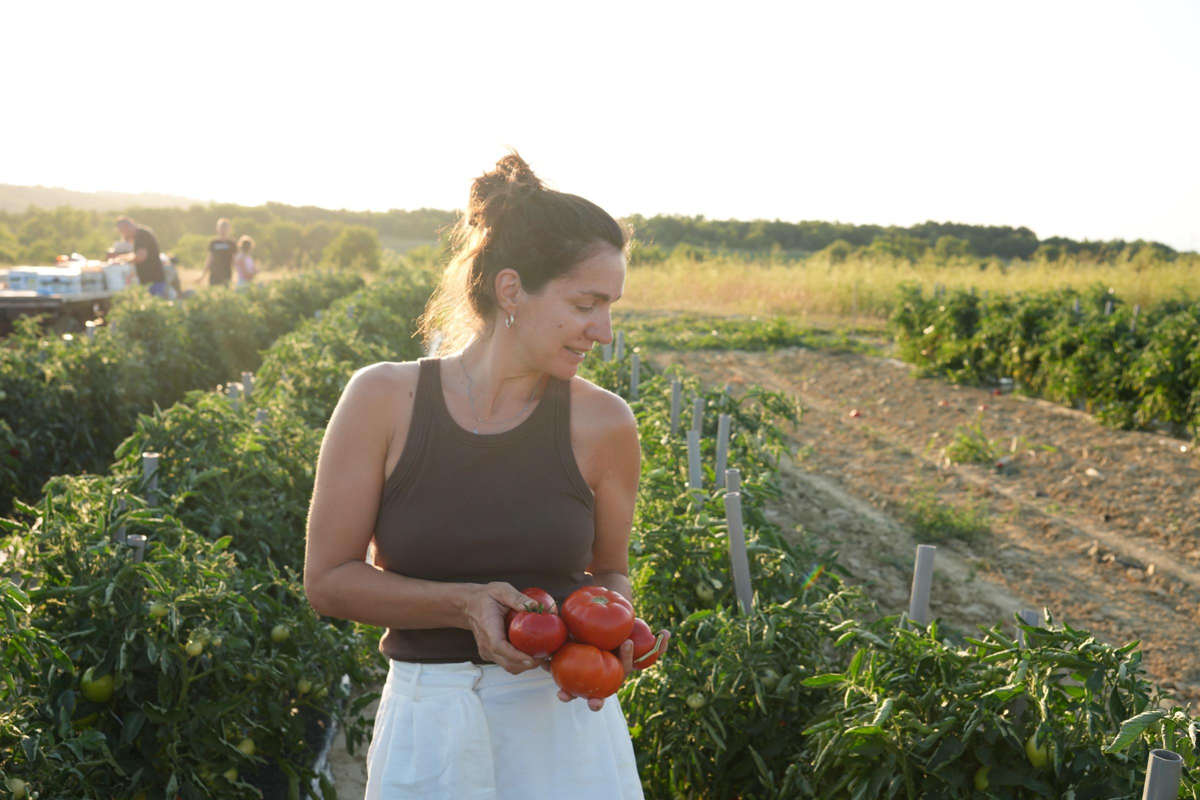 Snezana holding freshly picked tomatoes in a field at sunset