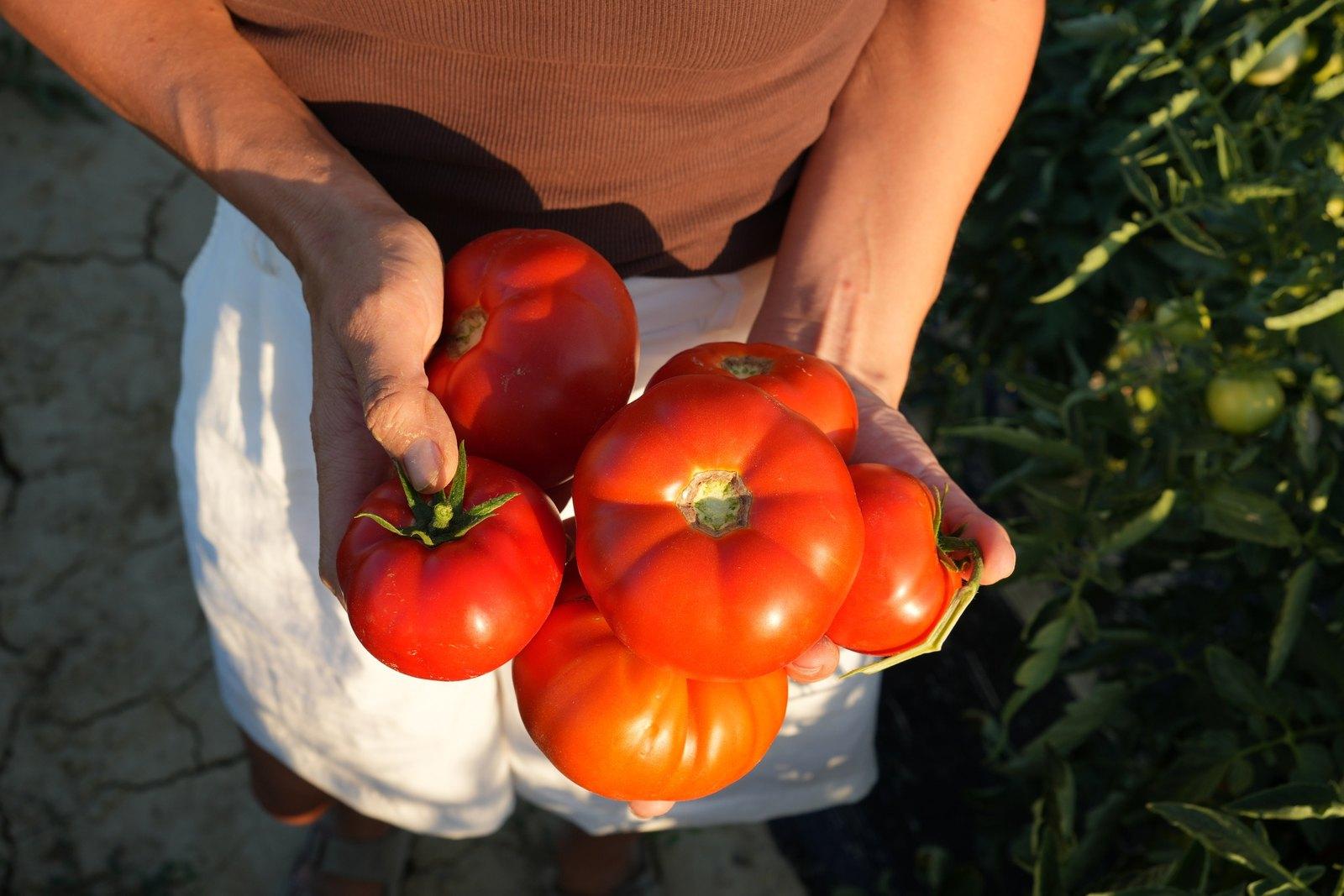 A handful of ripe tomatoes, just picked